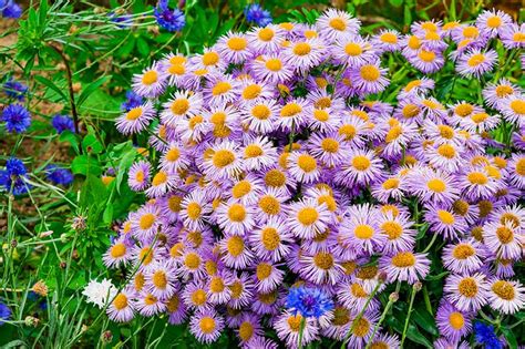 11 Of The Best Purple Asters Gardeners Path
