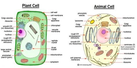 This article looks at the basic similarities and differences between animal and plant cells, and the functions of different organelles, and how cells are adapted to it is important to realise that most cells do not look like the general plant and animal cells that are illustrated in most science text books. Main differences between Plant cell and Animal cell - QS Study