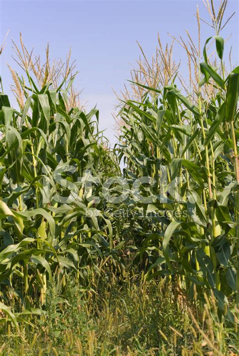 Stalks Of Corn Stock Photo Royalty Free Freeimages