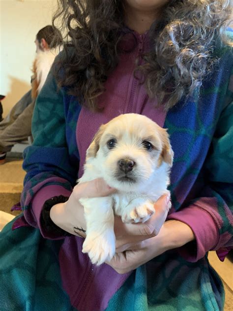 Well you're in luck, because here they. Shih Tzu Puppies For Sale | Rochester, MN #321123