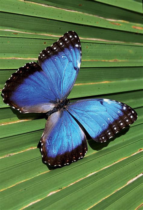 Spotlight On Wildlife Morpho Butterfly