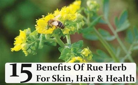 15 Benefits Of Rue Herb For Skin Hair And Health Herbalism Herbs