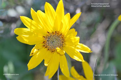 Us Wildflowers Database Of Yellow Wildflowers For North Dakota