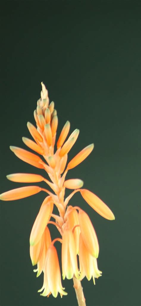Liliaceae Aloe Hybr Grassy Lassie Cactusgarden It Azienda Agricola Barbara Perinu
