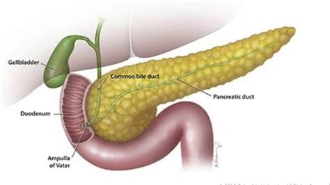Anatomía Pancreas Youtube