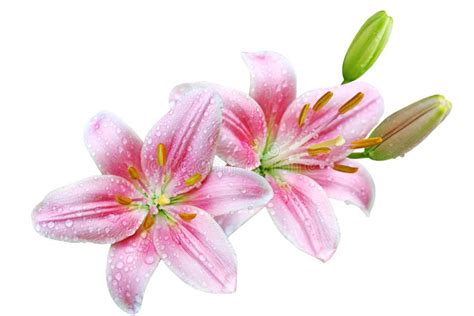 Pink Lily Flowers Stock Photo Image Of Bloom Leaves 33066788