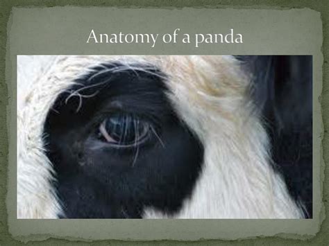 Ppt Giant Pandas Powerpoint Presentation Free Download Id2161469