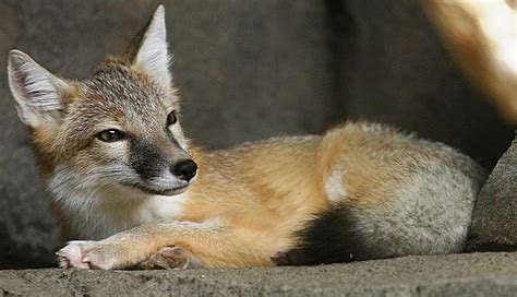 Swift Fox Wikipedia