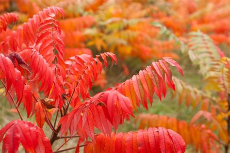 25 Best Fall Flowers And Plants For An Autumn Garden Hgtv