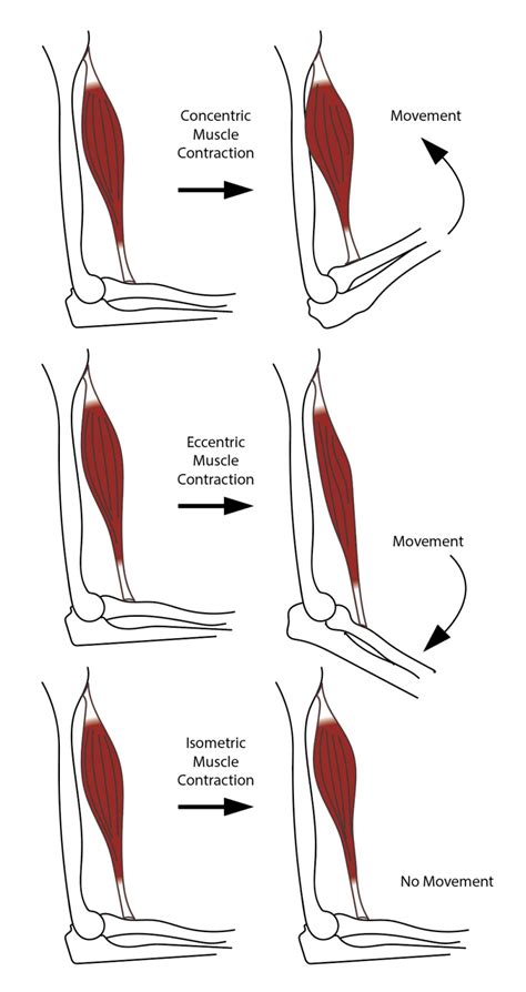 Figure Diagram Showing The Different Categories Of Muscle Contraction