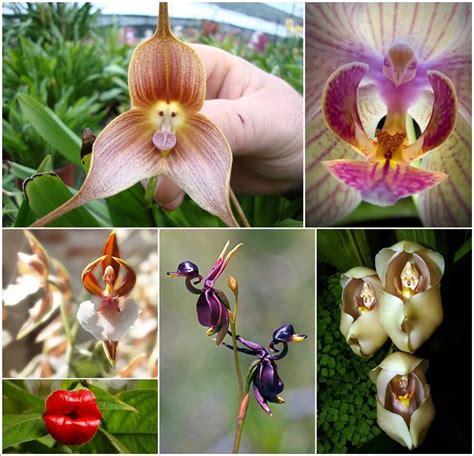 15 Amazing Flowers That Look Like Other Things