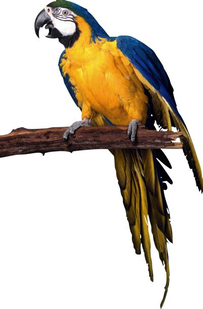 Parrot Clipart Png