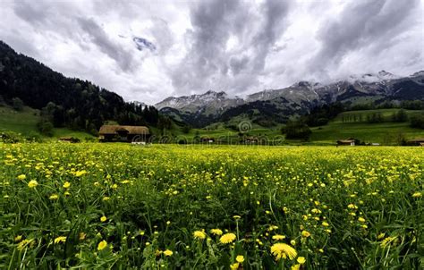 Swiss Field Stock Photo Image Of Nature Hills Flowers 93173952