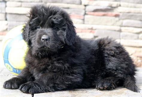 Newfoundland Puppy For Sale In Mount Joy Pa Adn 68162 On Puppyfinder