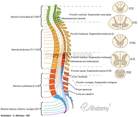Imagen Relacionada Spinal Cord Spinal Spinal Cord Anatomy