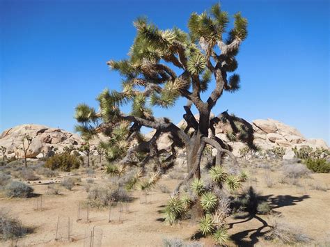 And receive a monthly newsletter with our best high quality images. Free Joshua Tree National Park Stock Photo - FreeImages.com