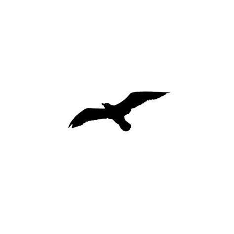 Common Blackbird Png Free Download Png All Png All