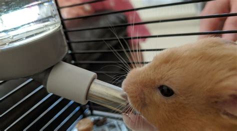 Do Hamsters Need A Water Bottle Hamster Geek