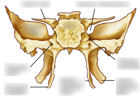 Sphenoid Bone Diagram Quizlet