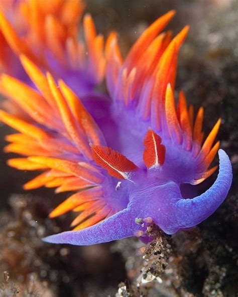 Amazing Nudibranch With Purple And Orange Color Beautiful Sea