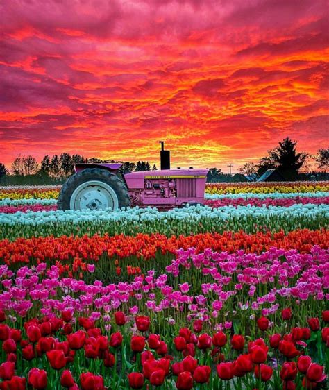 Tulip Farm Wallpapers Wallpaper Cave