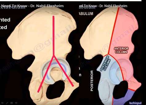 Anatomy Of The Acetabulum —