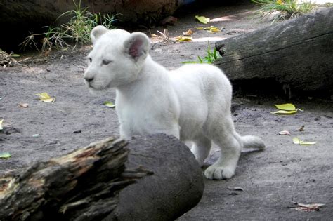 Cute White Lion Cubs Buenos Aires Zoo