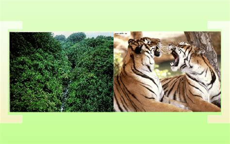 Rainforest Bengal Tigers By Katinka Ronberg