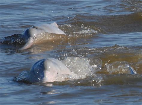 Bolivian River Dolphin Conservation Ambassador For The Department Of