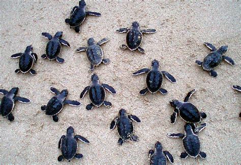 Nice To Sea You Baby Turtles Released In Oman Hotelier Middle East