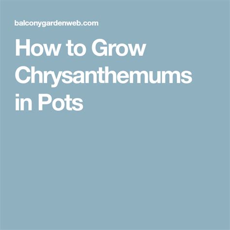 How To Grow Chrysanthemums In Pots Chrysanthemum Pot