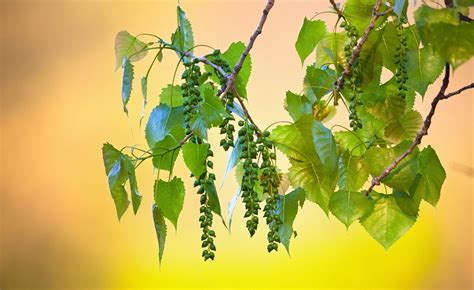 Wallpaper Sunlight Leaves Food Nature Plants Photography Branch