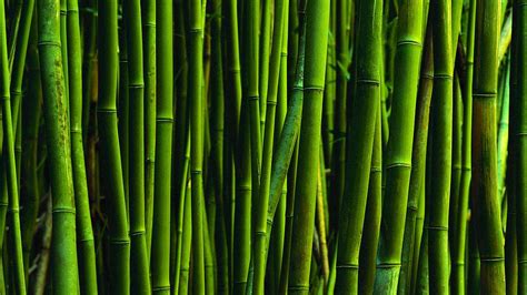 47 Bamboo Wallpaper Hd