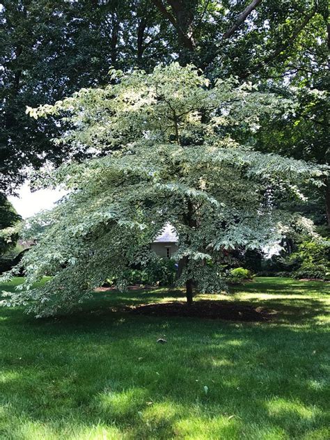 Newport The Arboretum Rare Cornus Controversa ‘variegata Charmingly