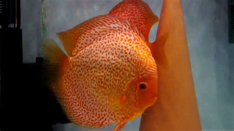 Discus Passienl Stendker Pigeon Blood Snakeskin Spotted Discusfish