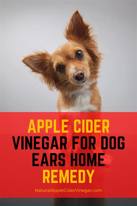 Apple Cider Vinegar For Dog Ears Home Remedy All Natural Home Apple