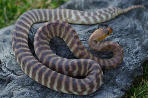 Aussie Reptiles Boodarie Woma Pythons Clutch 1