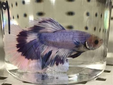We did not find results for: Fish Pet Shop Near Me - Pet's Gallery