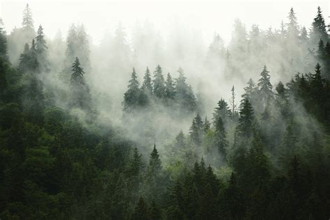 Misty Forest Foggy Forest Wallpaper Removeable Wallpaper Etsy