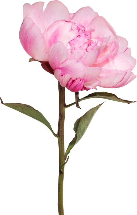 Pink Peony Flower Transparency Backgroundfloral Object 8848164 Png
