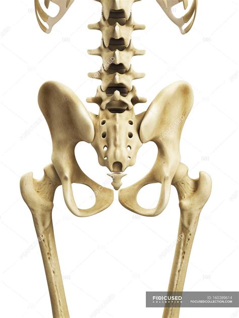 Visual Render Of Hip Bones — Normal Healthy Stock Photo 160289614