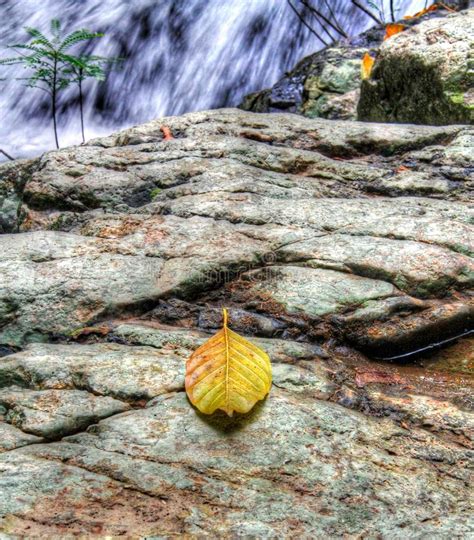 A Leaf On A Rock Near A Waterfall Stock Image Image Of Hanging