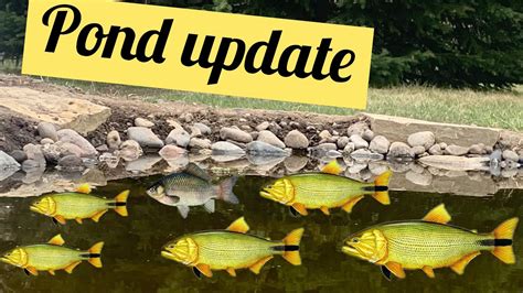 Backyard Trout Pond Update Youtube