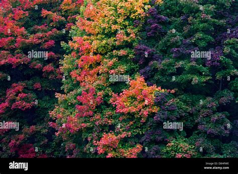 Norway Maple Trees Acer Platanoides Foliage In Colourful Autumn