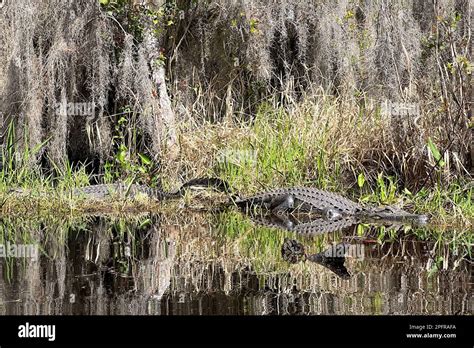 Alligators Resting Along The Shoreline At The Okefenokee National