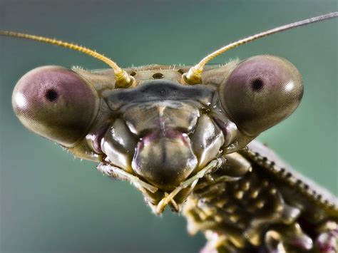Praying Mantis Says What Praying Mantis Macro Photography Insects Arthropods