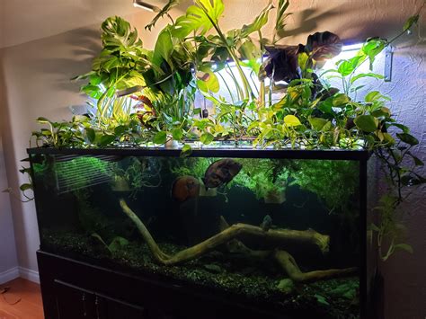 Planted Oscar Tank Progress Raquariums