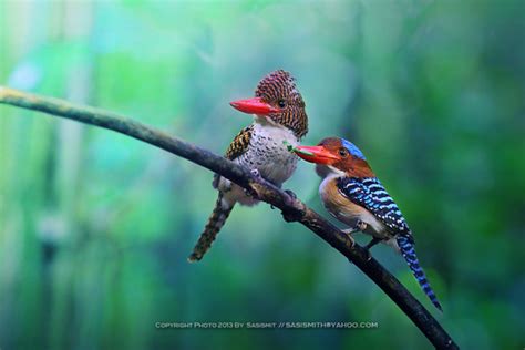 Examples The Beauty Of Bird Photography 99inspiration