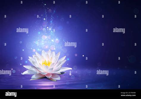 Magic Lotus Flower With Fairy Light Miracle And Mystery Concept Stock