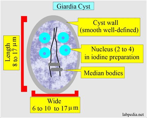 Giardia Lamblia Life Cycle And Diagnosis